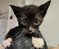 OREO - Photo 1