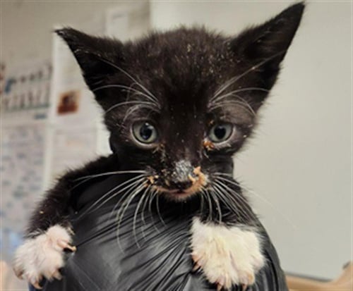 OREO - Domestic Short Hair available for adoption