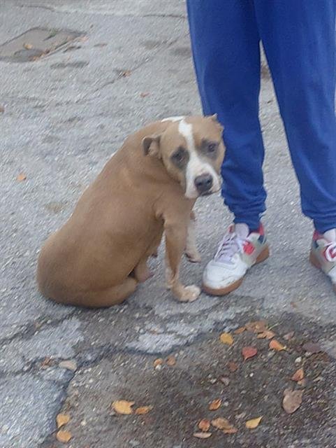 BUTTERSCOTCH - American Staffordshire Terrier available for adoption