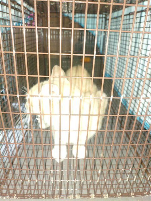 OLIVER - Domestic Short Hair available for adoption