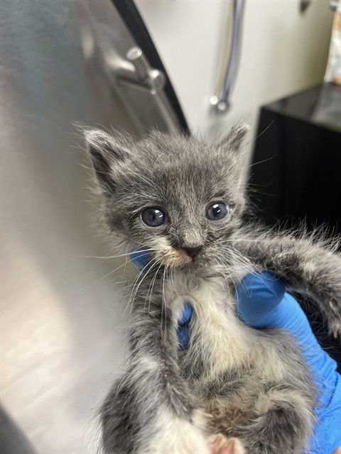 A2473372 - Domestic Short Hair available for adoption