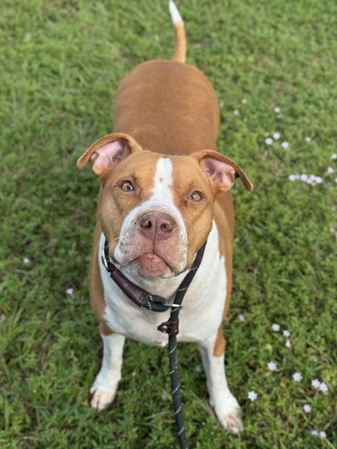 FENDI - American Staffordshire Terrier available for adoption