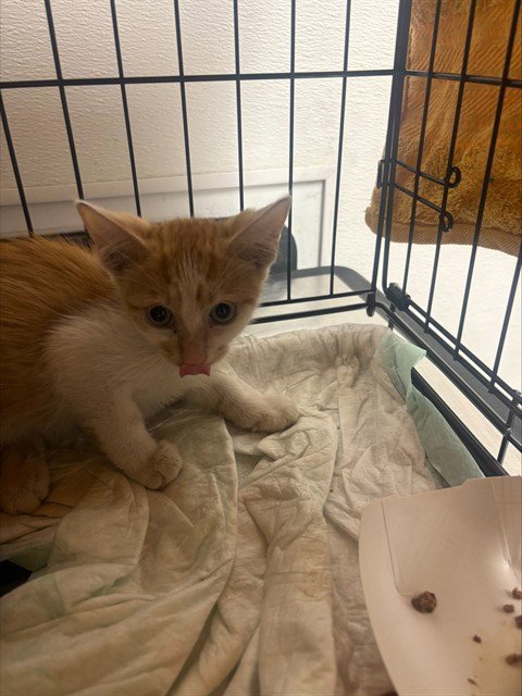 INDEPENDENCE - Domestic Short Hair available for adoption