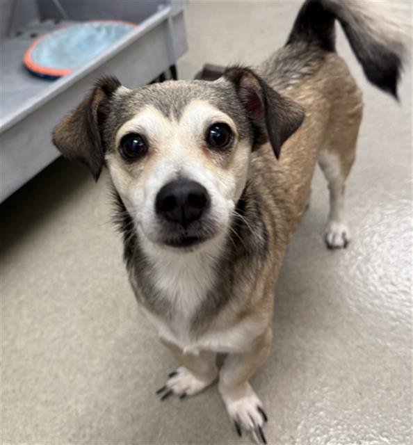 MAVERICK - Parson Russell Terrier available for adoption
