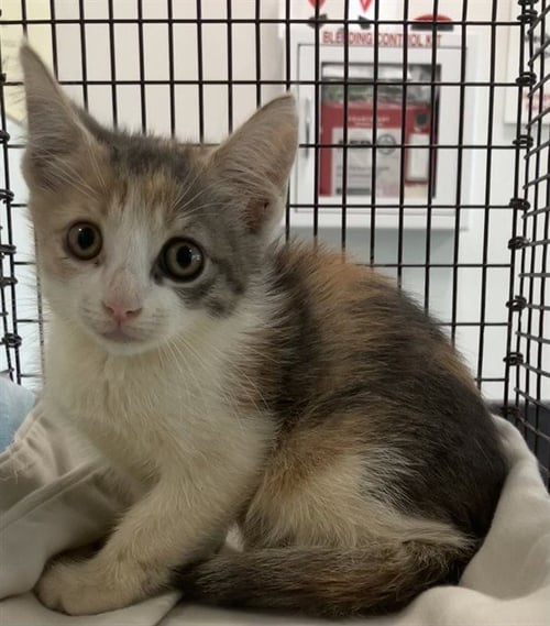 *MARLA - Domestic Short Hair available for adoption