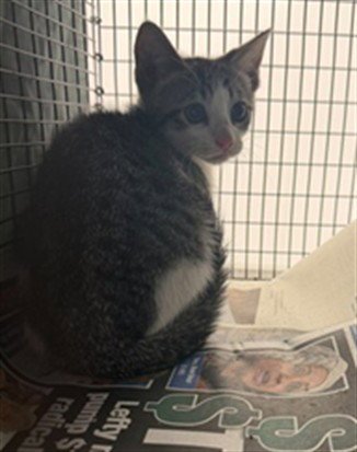 JASPER - Domestic Short Hair available for adoption