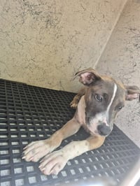 BENTLY - Photo 1