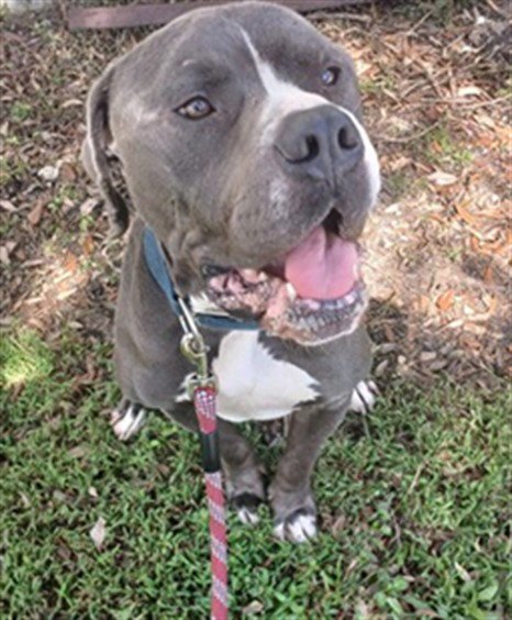 GORDO - American Staffordshire Terrier available for adoption
