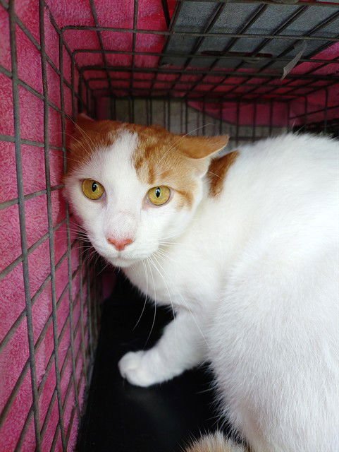 SUNSHINE - Domestic Short Hair available for adoption