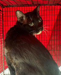 MEATBALL - Photo 1