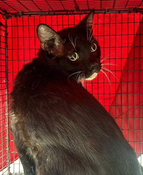 MEATBALL - Domestic Short Hair available for adoption