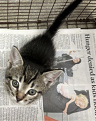 EMILY - Domestic Short Hair available for adoption