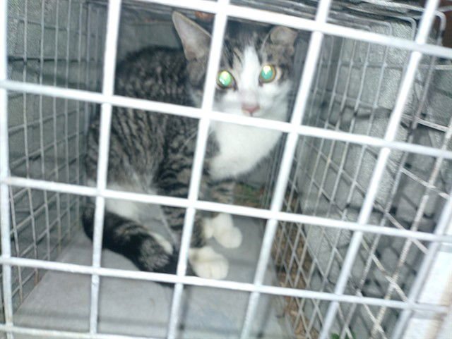 DOTTIE - Domestic Short Hair available for adoption