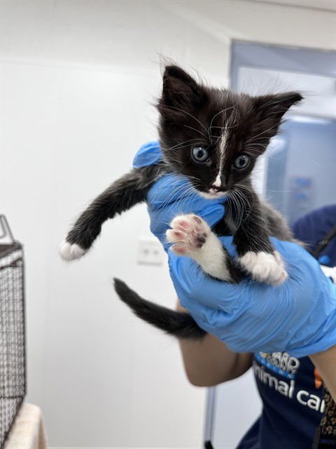 JACK - Domestic Short Hair available for adoption