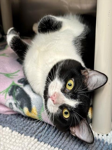 JOJO - Domestic Short Hair available for adoption