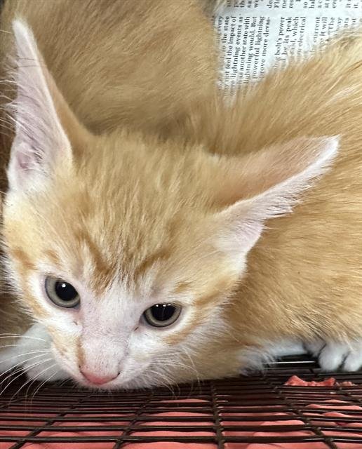 FLETCHER - Domestic Short Hair available for adoption