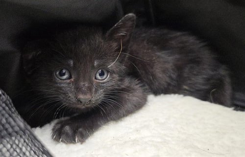 A2480868 - Domestic Short Hair available for adoption