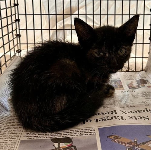 A2480886 - Domestic Short Hair available for adoption