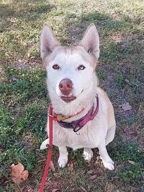 SIREN - Siberian Husky available for adoption