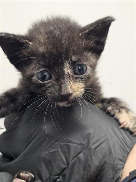 EPIPHANY - Domestic Short Hair available for adoption