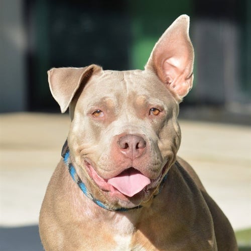 LILA - Bulldog available for adoption