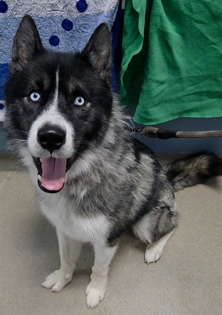 BLITZ - Siberian Husky available for adoption