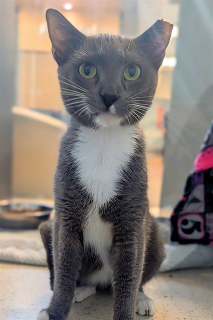 PEARL JAM - Domestic Short Hair available for adoption
