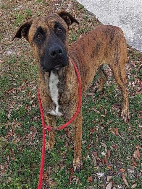 FINNEGAN - Mastiff available for adoption