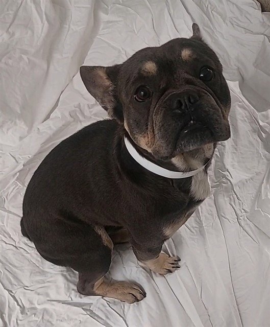 MEATLOAF - French Bulldog available for adoption