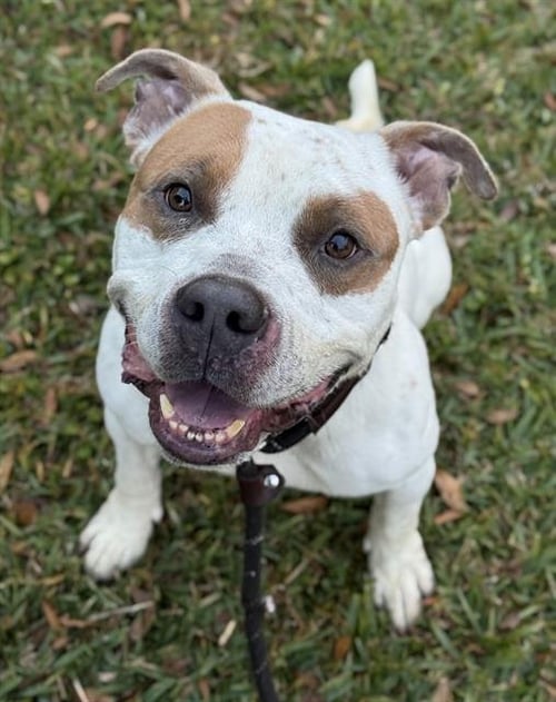 DOMINO - American Staffordshire Terrier available for adoption