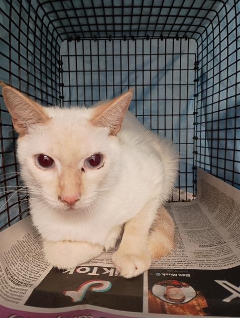 SNOWBALL - Siamese available for adoption