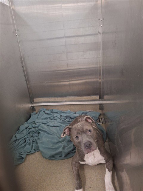 *MARLEN - American Staffordshire Terrier available for adoption