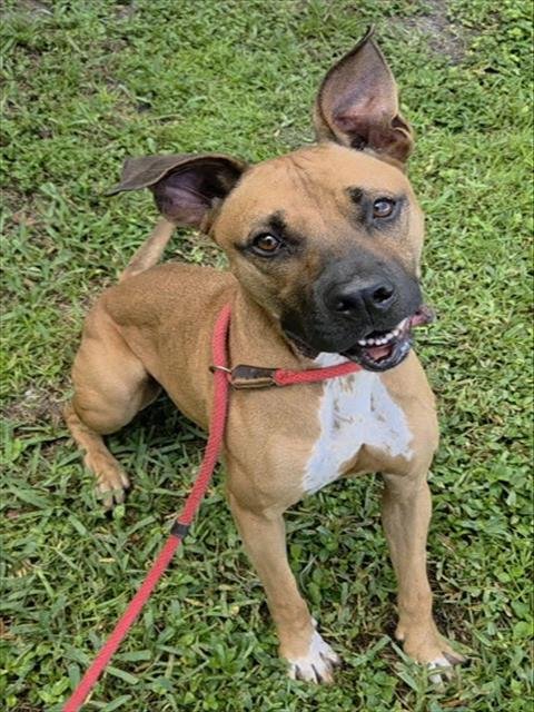 ELLIOTT - American Staffordshire Terrier available for adoption