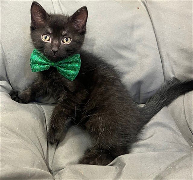 WILLOW - Domestic Short Hair available for adoption