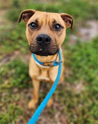 BILLY - American Staffordshire Terrier available for adoption