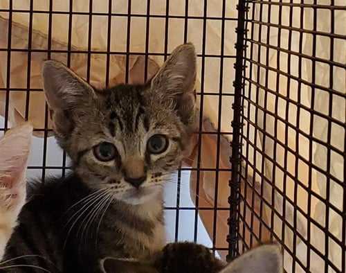 AMERICA - Domestic Short Hair available for adoption