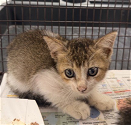 JESSIE - Domestic Short Hair available for adoption