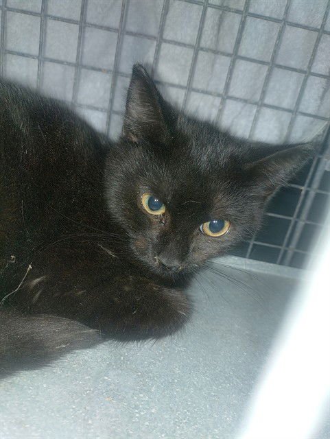 MILLIE - Domestic Short Hair available for adoption