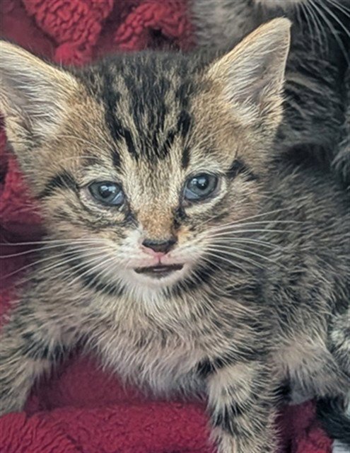 ZUZU Image