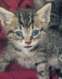 ZUZU - Photo 1