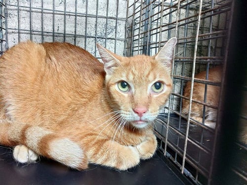 OASIS - Domestic Short Hair available for adoption