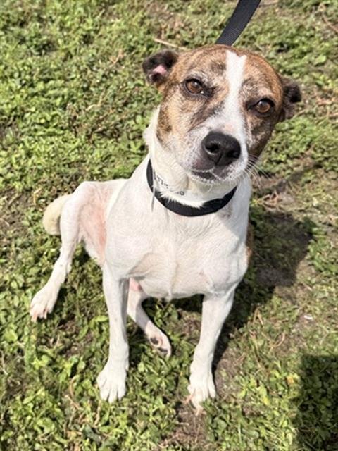 DAISY - Smooth Fox Terrier available for adoption