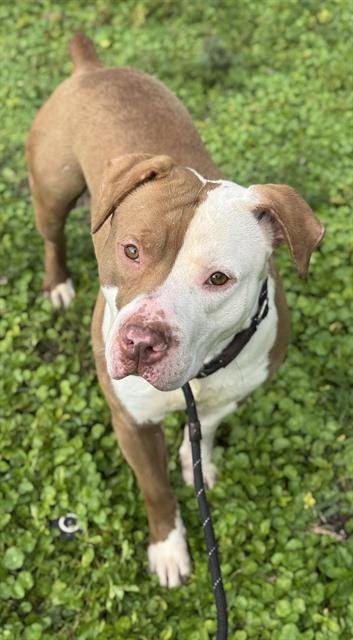 DONALD - American Staffordshire Terrier available for adoption