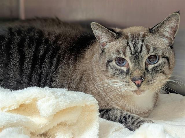 LEO - Siamese available for adoption