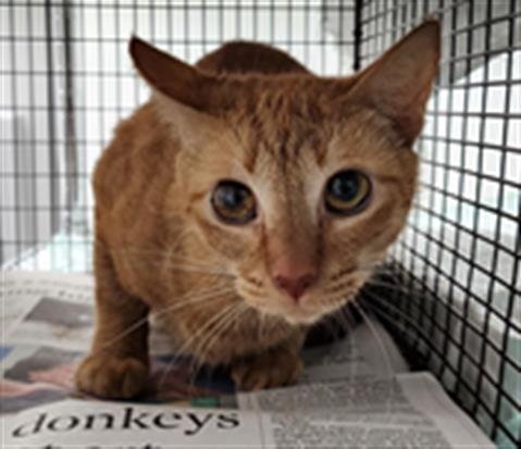 DALI - Domestic Short Hair available for adoption