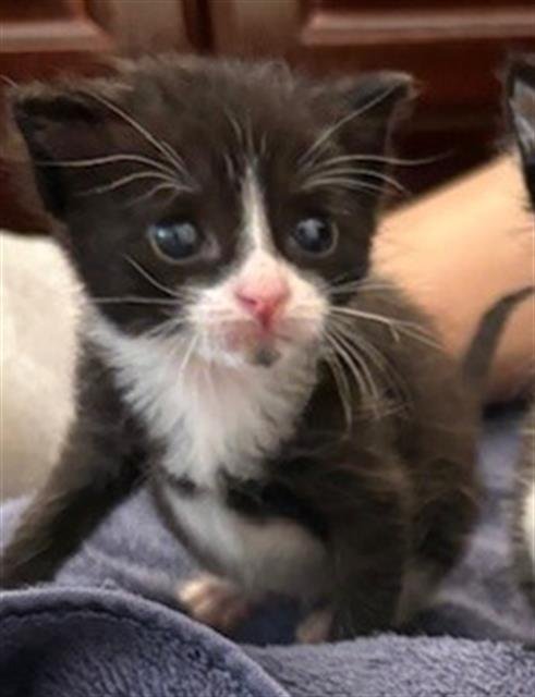 BEAU - Domestic Short Hair available for adoption