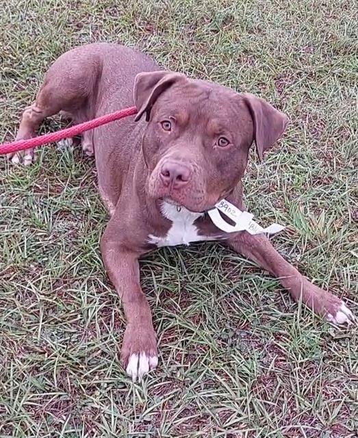 BLAKE - American Staffordshire Terrier available for adoption