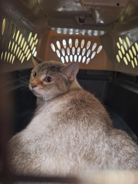 SNOWIE - Domestic Short Hair available for adoption