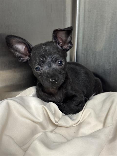 A2433635 - Chihuahua available for adoption