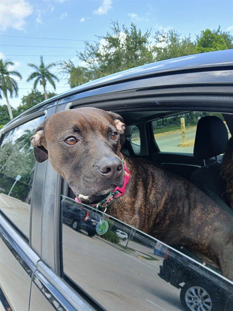 GLORIA - American Staffordshire Terrier available for adoption